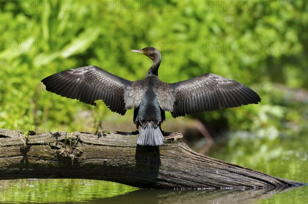 A cormorant presents its outstretched wings on a tree trunk, surrounded by nature, Cormorant, (Phalacrocorax carbo), wildlife, France