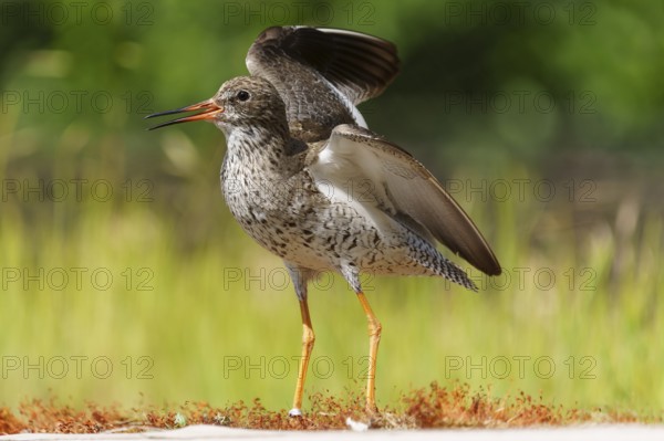 Bird with open beak in a meadow in a natural environment with raised wings, redshank, (Tringa totanus), France