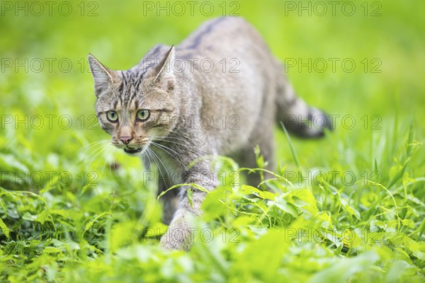 European wildcat (Felis silvestris silvestris) on a meadow, Hesse, Germany