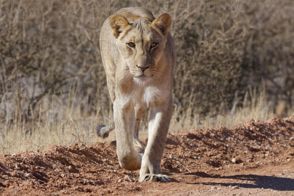 African lion (Panthera leo), lioness, adult female walking on a dirt road, animal portrait, Kgalagadi Transfrontier Park, Northern Cape, South Africa