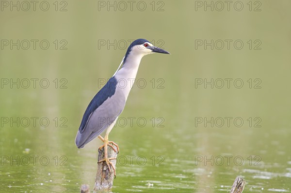 Night heron (Nycticorax nycticorax), sitting on a tree trunk, wildlife, nature photography, heron, Retszilas fish ponds, Kiskunsági Nemzeti Park, Kiskunság National Park, Nagyallas, Nemzeti National Park, Hungary