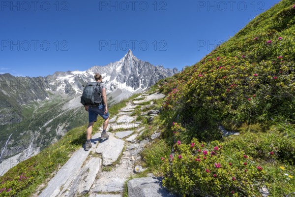 Picturesque mountain landscape with blooming alpine roses, imposing mountain peaks and glaciers, mountaineers on a hiking trail, Grand Balcon Nord, glacier tongue Mer de Glace, behind Grandes Jorasses, Mont Blanc massif, Montenvers, Chamonix, Haute-Savoie, France