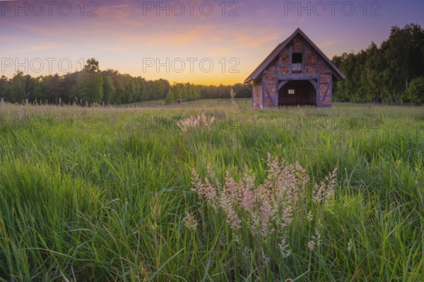 View of grasses and an open half-timbered barn standing on a pasture in the sunset, meadow, spring, awakening, new, colours, season, landscape photo, nature photo, flora, fauna, landscape format, pasture, grasses, lowland, sky, clouds, Stöckse, Steimbke, Nienburg Weser, Lower Saxony, Germany