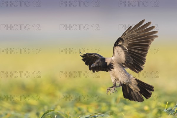Nebelkrähe, Hooded Crow, Northern Carrion Crow, Corvus corone cornix, Corvus cornix, Corneille mantelée, Corneja Cenicienta