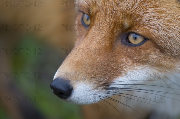 Red Fox (Vulpes vulpes) adult portrait, Netherlands