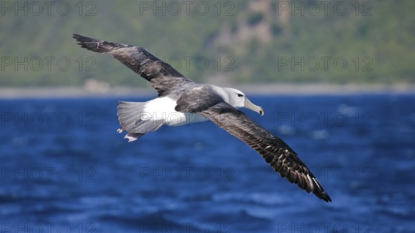 Shy Albatross (Thalassarche cauta), Kaikoura, New Zealand