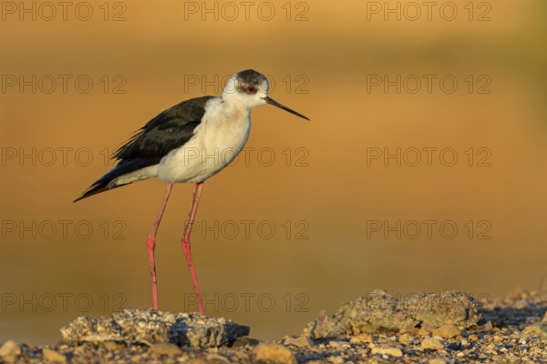 Stelzenläufer, Black-winged Stilt, Himantopus himantopus, Échasse blanche, Cigüeñuela Común