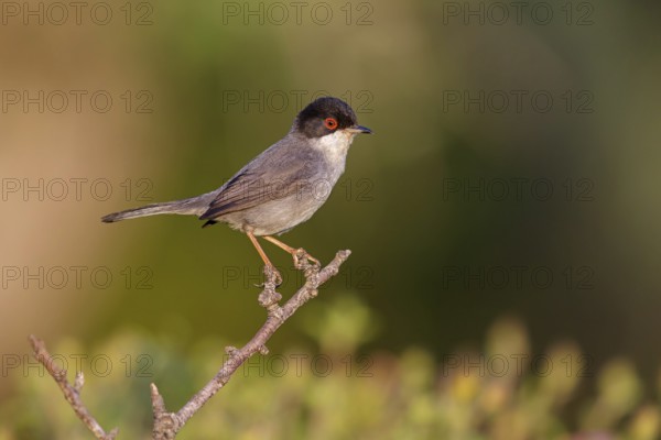 Samtkopf-Grasmücke, Samtkopfgrasmücke, Sardinian Warbler, Sylvia melanocephala, Fauvette mélanocéphale, Curruca Cabecinegra