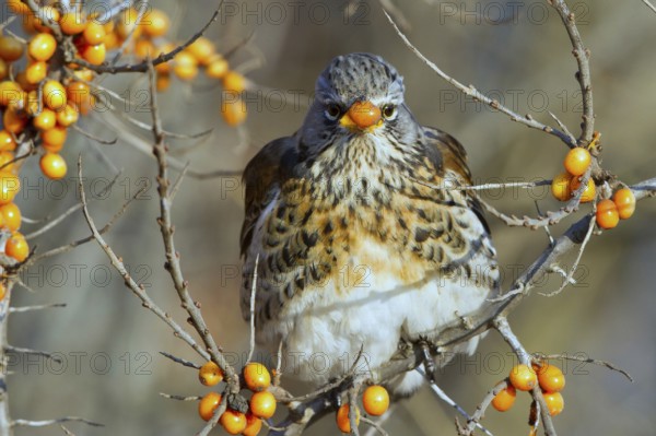 Fieldfare (Turdus pilaris) feeding on berries of Common sea buckthorn (Hippophae rhamnoides), Mecklenburg-Western Pomerania, Germany