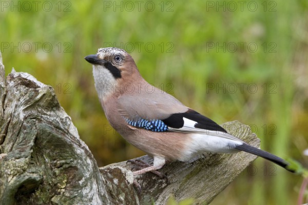 Eurasian Jay (Garrulus glandarius) perched on root, Mecklenburg-Western Pomerania, Germany