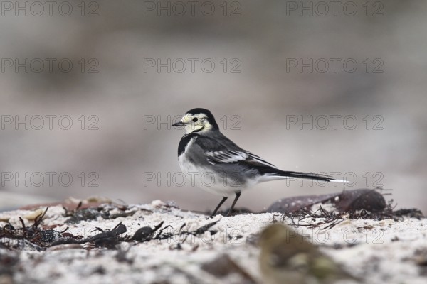 White Wagtail (Motacilla alba yarrellii) female, Schleswig-Holstein, Germany