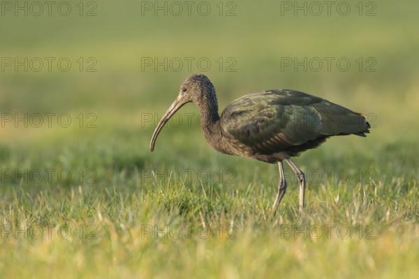 Glossy Ibis (Plegadis falcinellus), Schleswig-Holstein, Germany