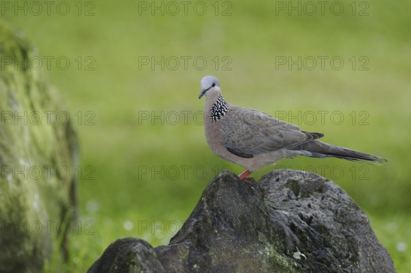 Spotted Dove (Spilopelia chinensis), Hawaii, USA