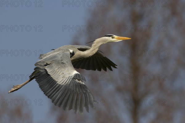 Grey Heron (Ardea cinerea) flying, Baden-Wuerttemberg, Germany