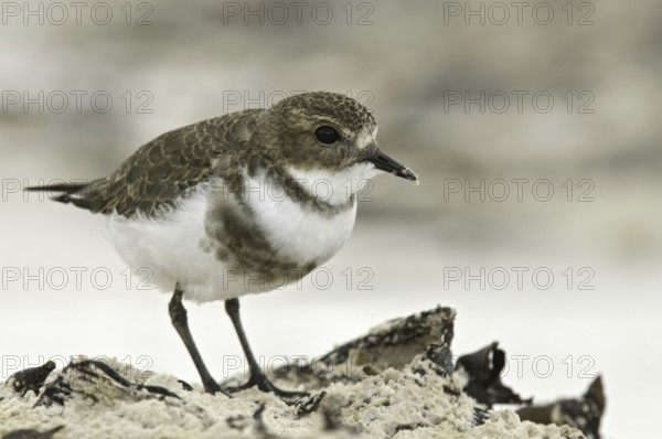 Two-banded Plover (Charadrius falklandicus), Falkland Islands