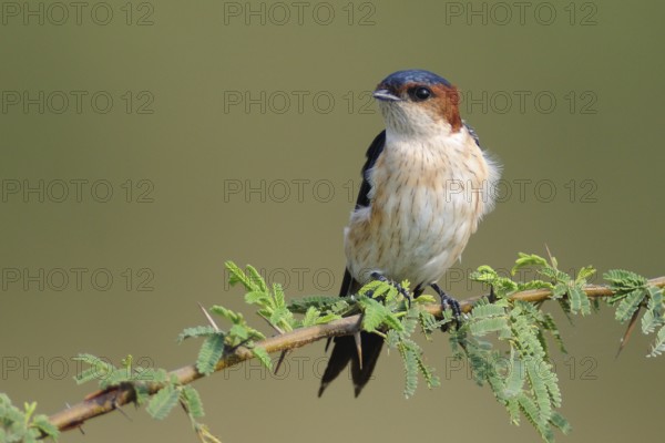 Red-rumped Swallow (Cecropis daurica), India