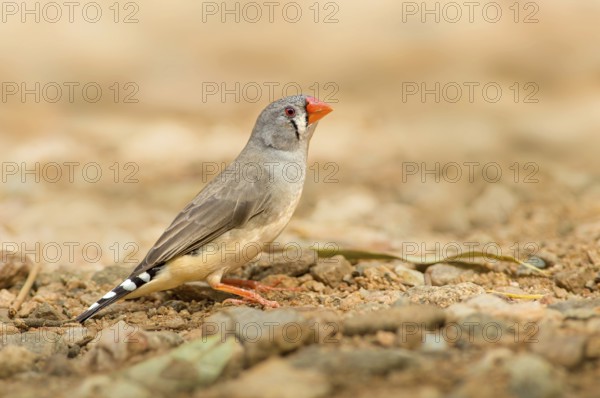 Zebra Finch (Taeniopygia guttata castanotis) female, Northern Territory, Australia