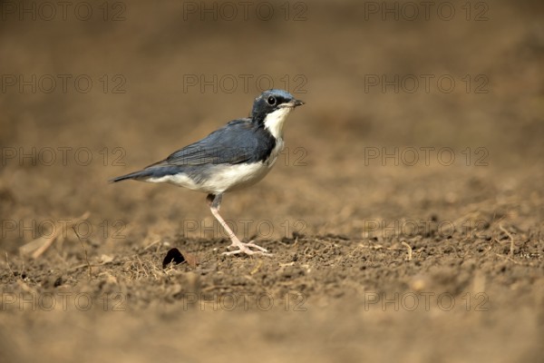 Siberian Blue Robin (Larvivora cyane) male perched on the ground, Bidoup National Park, Vietnam