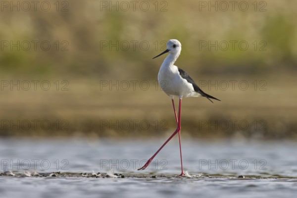 Black-winged Stilt (Himantopus himantopus) male foraging, North Rhine-Westphalia, Germany