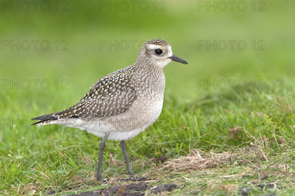 American Golden-Plover Pluvialis dominica Duluth, St. Louis County, Minnesota, USA 25 September Immature Charadriidae