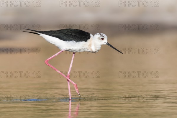 Black-winged Stilt (Himantopus himantopus) foraging, Eilat, Israel