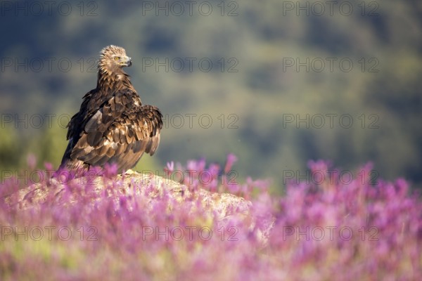 Golden Eagle (Aquila chrysaetos), Madrid, Spain