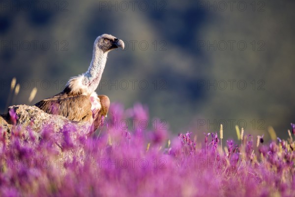 Griffon Vulture (Gyps fulvus) in field, Madrid, Spain
