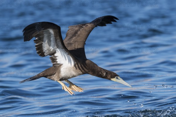 Brown Booby (Sula leucogaster) flying, Eilat, Israel