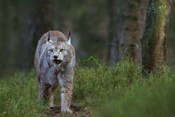 Wild cat Lynx in the nature forest habitat. Eurasian Lynx in the forest, hidden in the grass. Cute lynx in the autumn forest. Wildlife scene from Europe. Lynx walking in the forest path
