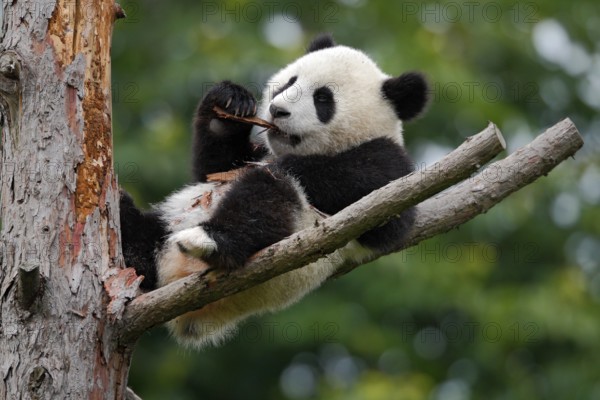 Lying cute young Giant Panda feeding feeding bark of tree