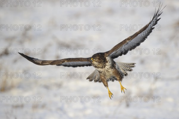 Common Buzzard (Buteo buteo), Mecklenburg-Western Pomerania, Germany