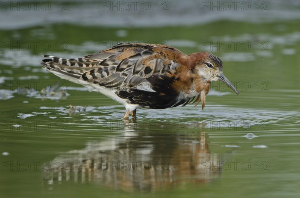 Ruff (Calidris pugnax) male, Schleswig-Holstein, Germany
