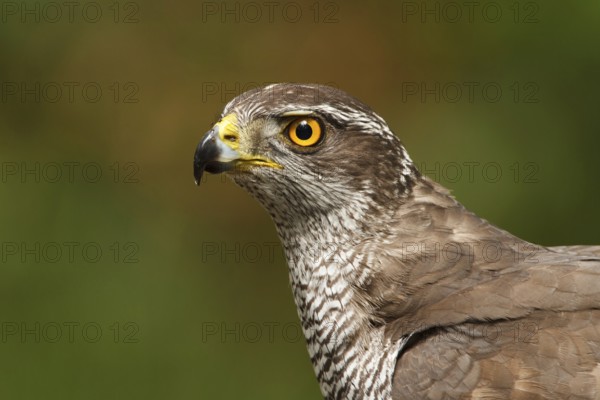 Northern Goshawk (Accipiter gentilis), Utrecht, Netherlands