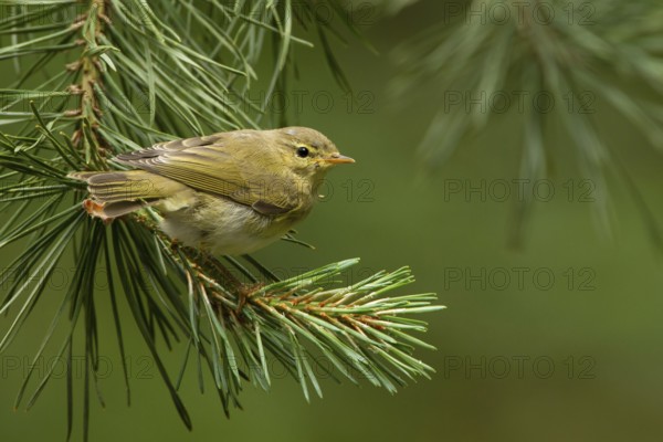 Common Chiffchaff (Phylloscopus collybita) juvenile, Utrecht, Netherlands