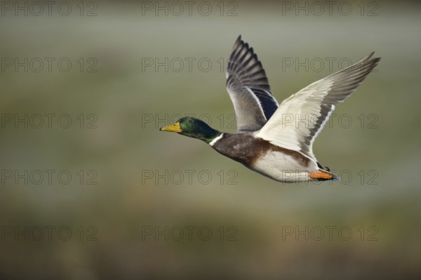 Mallard (Anas platyrhynchos) male flying, Lower Saxony, Germany