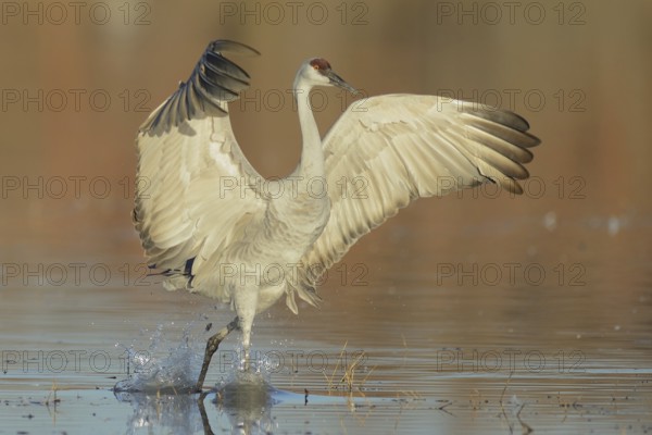 Sandhill Crane (Antigone canadensis), New Mexico, USA