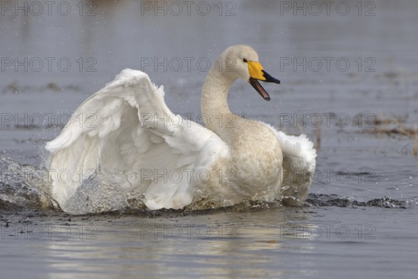 Whooper Swan (Cygnus cygnus) bathing, Vaestergoetland, Sweden