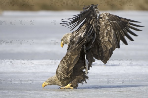 White-tailed Eagle (Haliaeetus albicilla) pair mating, Mecklenburg-Western Pomerania, Germany