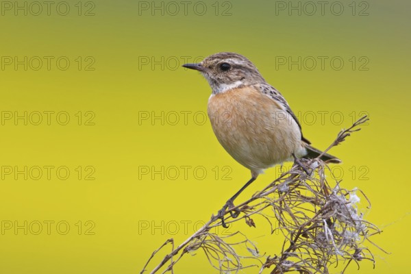 European Stonechat (Saxicola rubicola) female, Rhineland-Palatinate, Germany