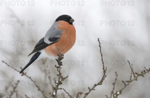Eurasian Bullfinch (Pyrrhula pyrrhula) male, Saxony, Germany
