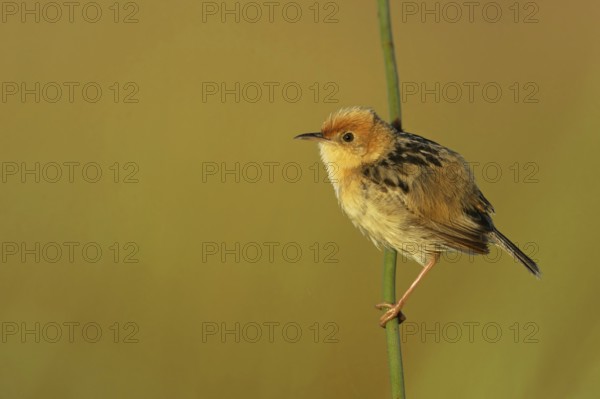 Golden-headed Cisticola (Cisticola exilis) male, Victoria, Australia