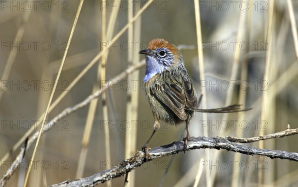 Mallee Emu-wren (Stipiturus mallee) male, Victoria, Australia