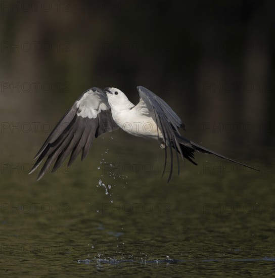 Swallow-tailed Kite (Elanoides forficatus) drinking in flight, Florida, USA