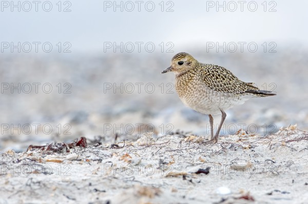 European Golden Plover (Pluvialis apricaria), Schleswig-Holstein, Germany