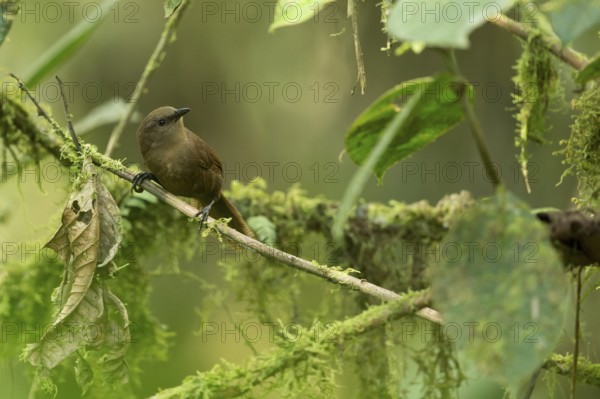 Sepia-brown Wren (Cinnycerthia olivascens olivascens) perched on a branch, Risaralda, Colombia