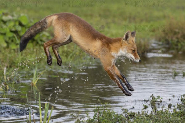 Red Fox (Vulpes vulpes) jumping and hunting in pond, Netherlands