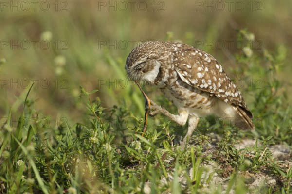 Burrowing Owl (Athene cunicularia), Florida, USA