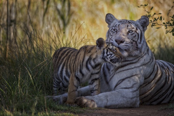 Bengal Tiger (Panthera tigris) white morph mother with cub, captive, Philippolis, South Africa