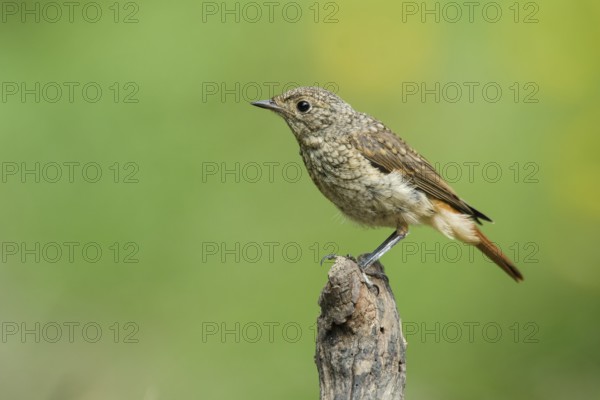 Common Redstart (Phoenicurus phoenicurus) juvenile, Liguria, Italy