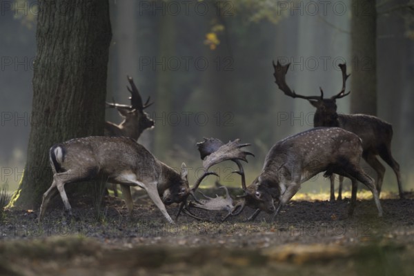 Fallow Deer (Dama dama) fighting rutting males in forest, North Rhine-Westphalia, Germany